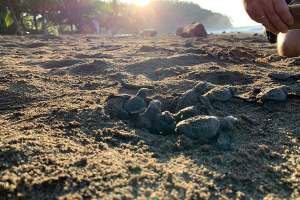 Turtles hatching in Ostional