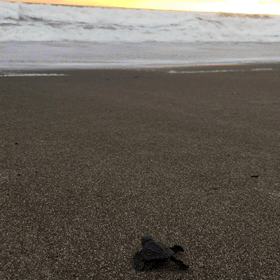 Baby turtles hatching at corozalito beach