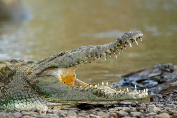 day-trip-to-palo-verde-croc-watching-600x400