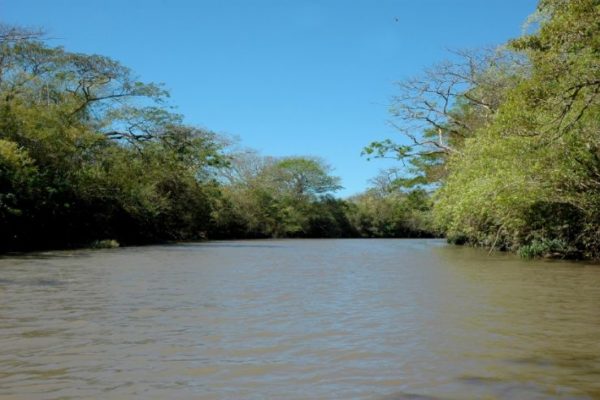 Palo verde tempisque river